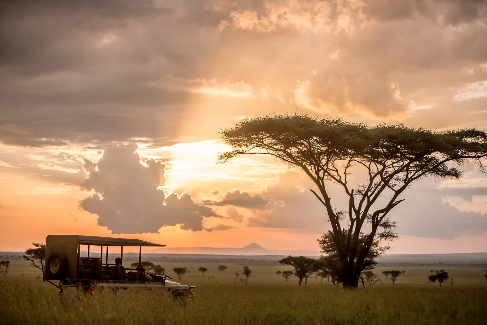 The Hemingway Wing Safari